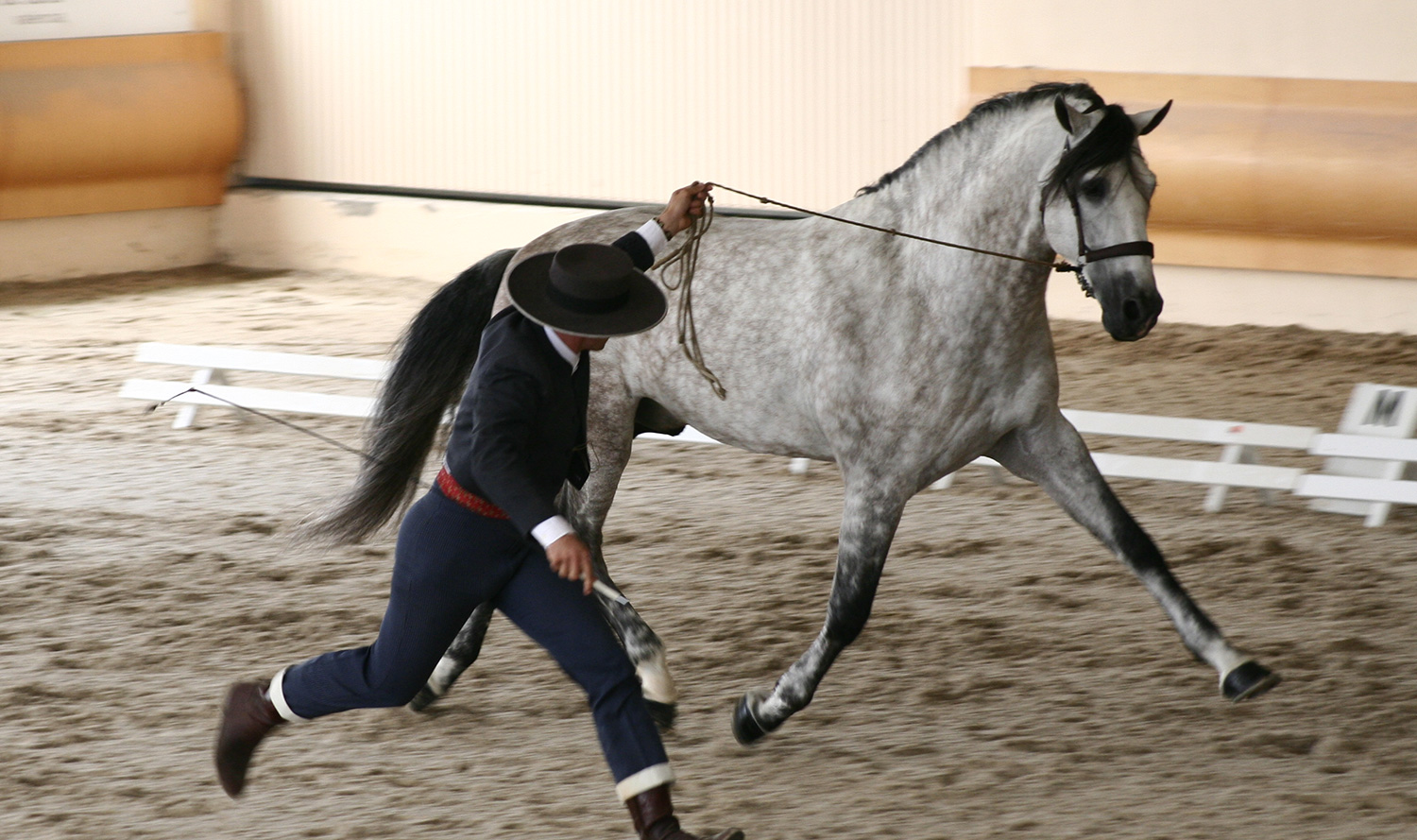 Exhibición de caballo PRE